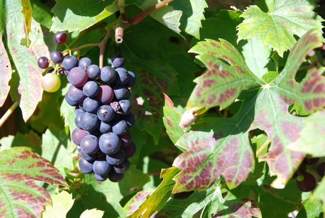 Grapes