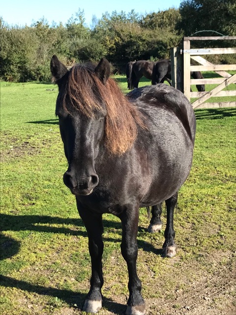 Pony 1